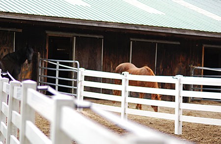 Individual Paddocks for Each Stall